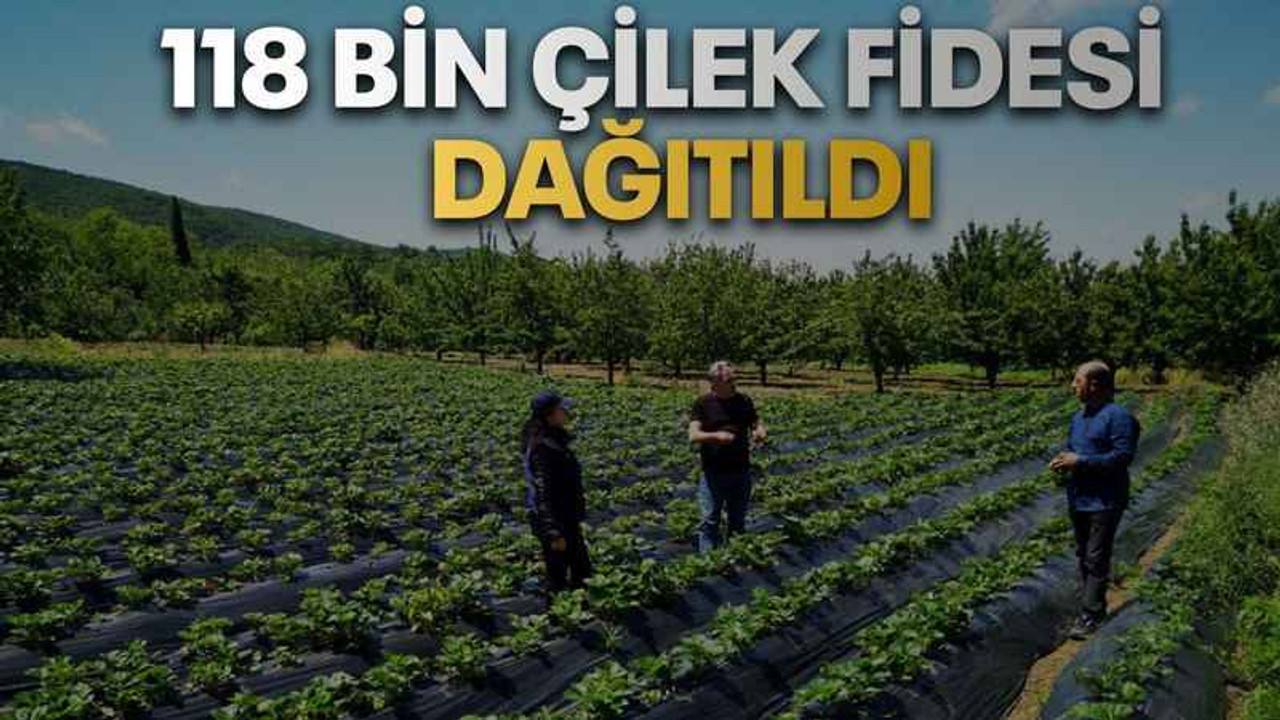 118 bin çilek fidesi dağıtıldı